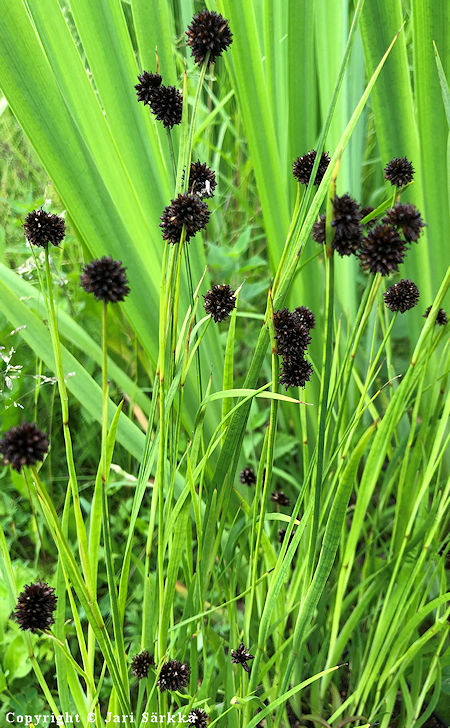 Juncus ensifolius, miekkavihvil